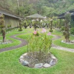 gamboa rain forest