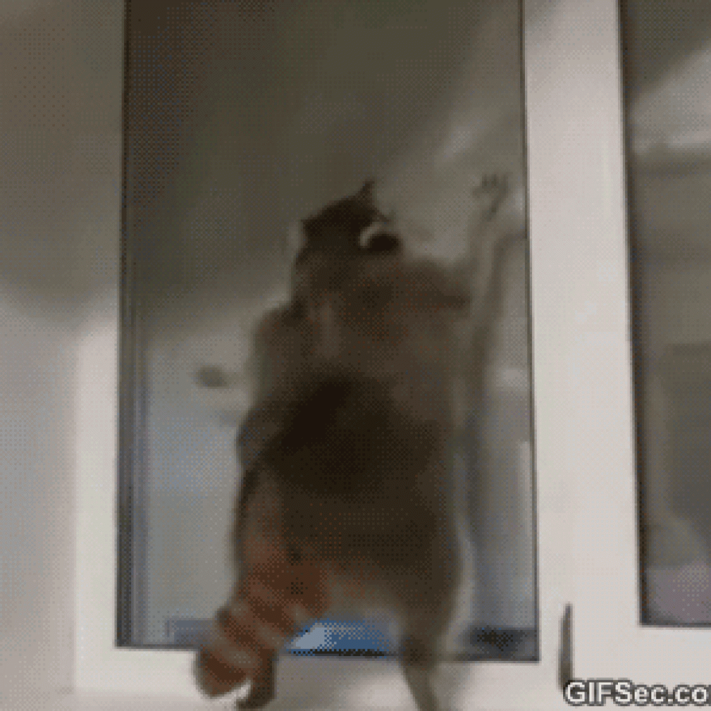 Dancing raccoon gif